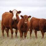 US Beef Prices Hit Record High As Nation’s Cattle Herd Expected To Shrink Through 2025